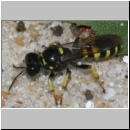 Crabro peltarius - Grabwespe w15a 11mm Teverener Heide.jpg